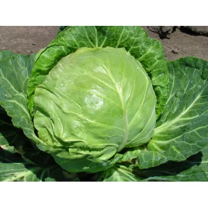 Увертюра F1 / Uvertyura F1