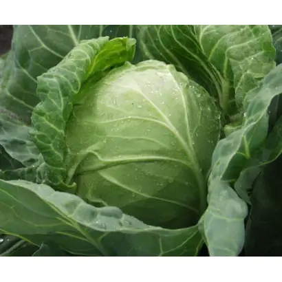 Респект F1 / Rispekt F1