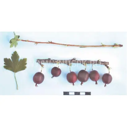 Очарование