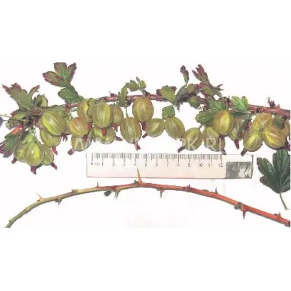 Русский желтый