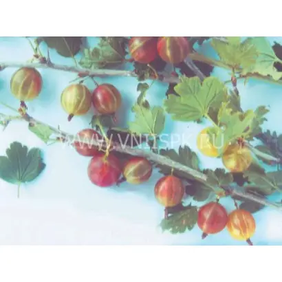 Сенатор (Консул)