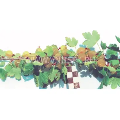 Солнечный зайчик