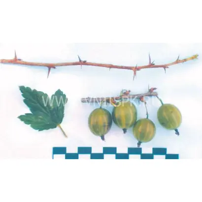 Уральский виноград