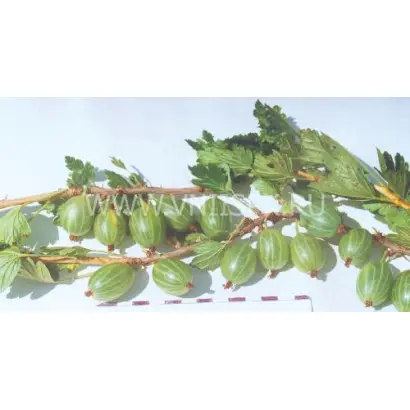 Уральский изумруд