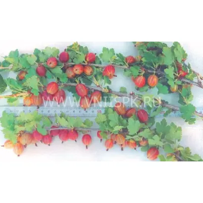 Уральский розовый