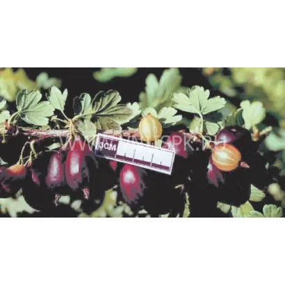 Чёрная капля