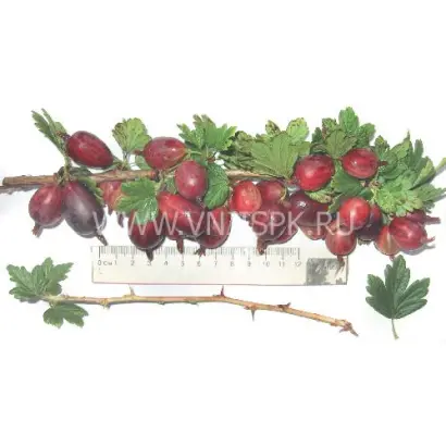 Черносливовый