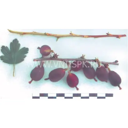 Черный Черкашина