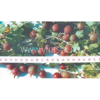 Шершневскии