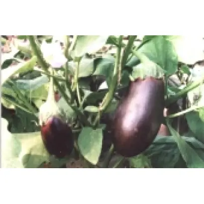 УЛЬТРАРАННІЙ F1 