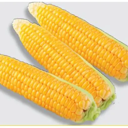 Легаси F1 / Legacy F1