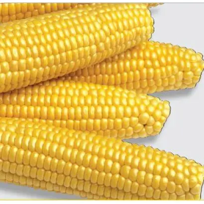 Мегатон F1 / Megaton F1