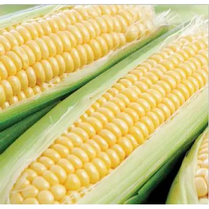 Растлер F1 / Rustler F1