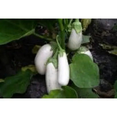 БІЛА ЛІЛІЯ (ПЕРСПЕКТИВНИЙ) 