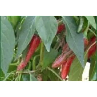 Український гіркий 