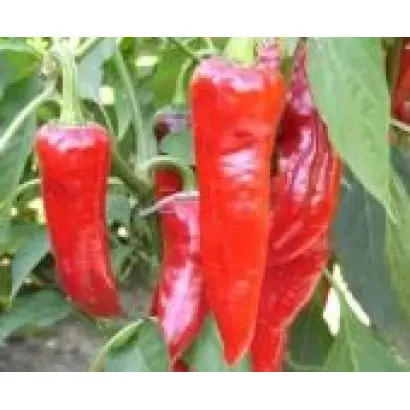 Харківський 