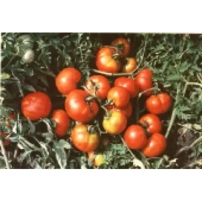 Кременчуцький 