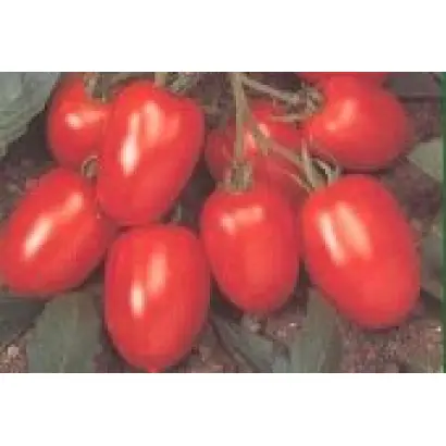 Святослав F1 