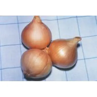 ТКАЧЕНКІВСЬКА 