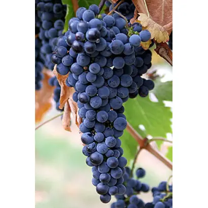 Восторг Черный 