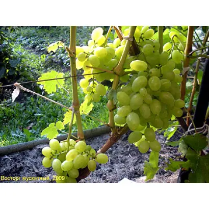 Восторг белый 