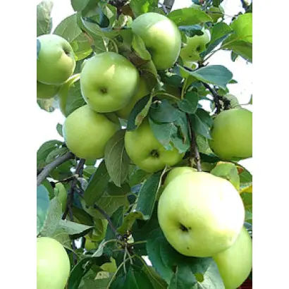 Антоновка обыкновенная