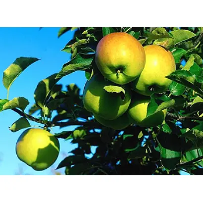 Голден Делишес