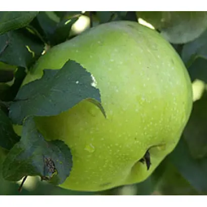 Синап орловский