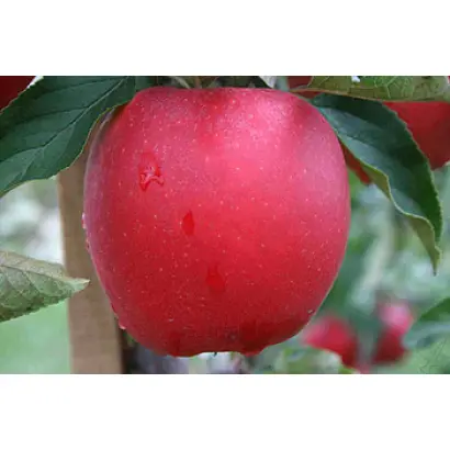 Юбилей Москвы