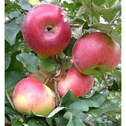 Айдаред / Aidared