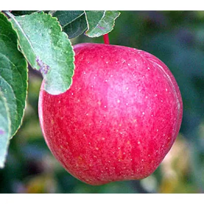 Хоней Крисп 