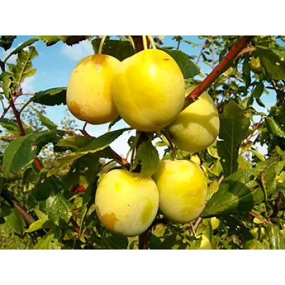 Ренклод зеленый 