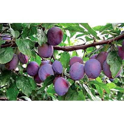 Венгерка Итальянская 