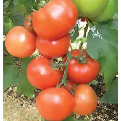 Магнус F1 / Magnus F1