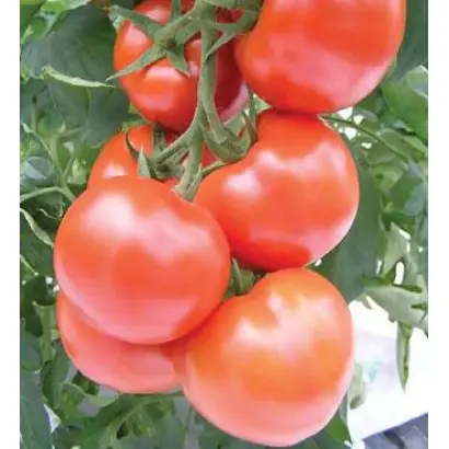 Цельсус F1 / Celzus F1