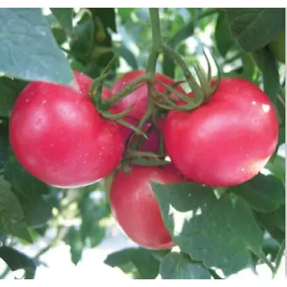 Томимаро Мучо F1