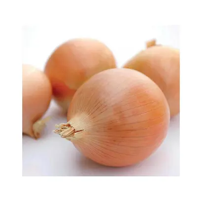 ИКАРУС F1 / ICARUS F1