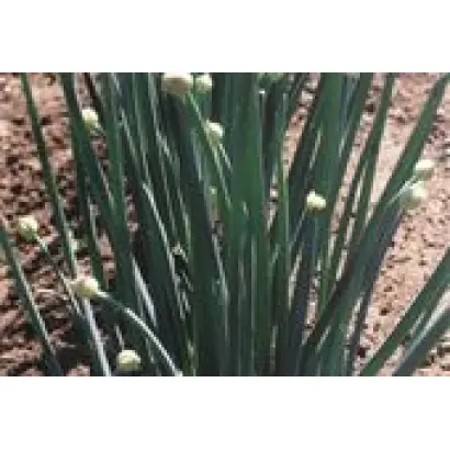 ПРИЛІПСЬКИЙ 