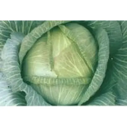 БІЛОСНІЖКА / БЕЛОСНЕЖКА