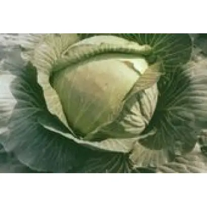 ХАРКІВСЬКА ЗИМОВА / ХАРЬКОВСКАЯ ЗИМНЯЯ