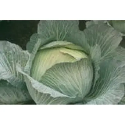 УКРАЇНСЬКА ОСІНЬ / УКРАИНСКАЯ ОСЕНЬ