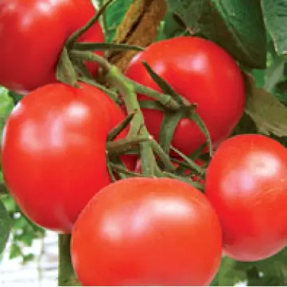 Бельканто F1