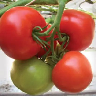 Альгамбра F1