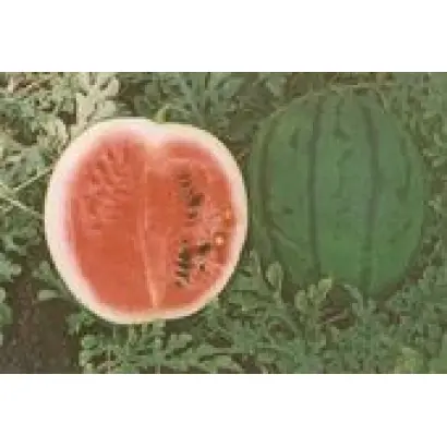 БОРЧАНСЬКИЙ 