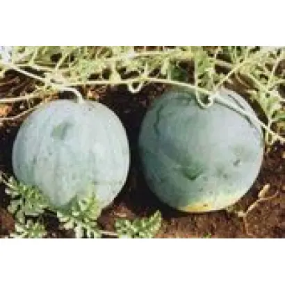 ОГОНЬОК /  ОГОНЕК