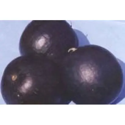 ЧОРНОГОРЕЦЬ 