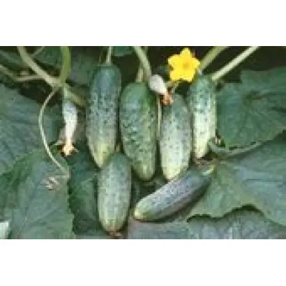 САМОРОДОК F1 