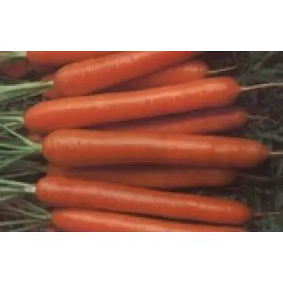 НАНТСЬКА ХАРКІВСЬКА. 