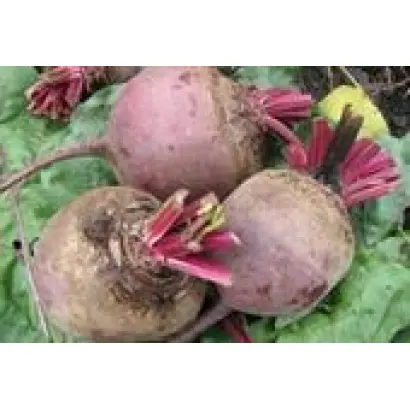 БОРДО ХАРКІВСЬКИЙ 