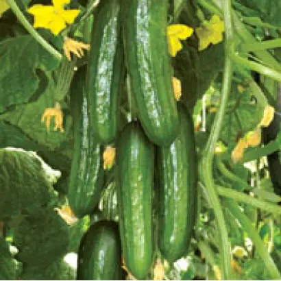 Аль-Бируни F1